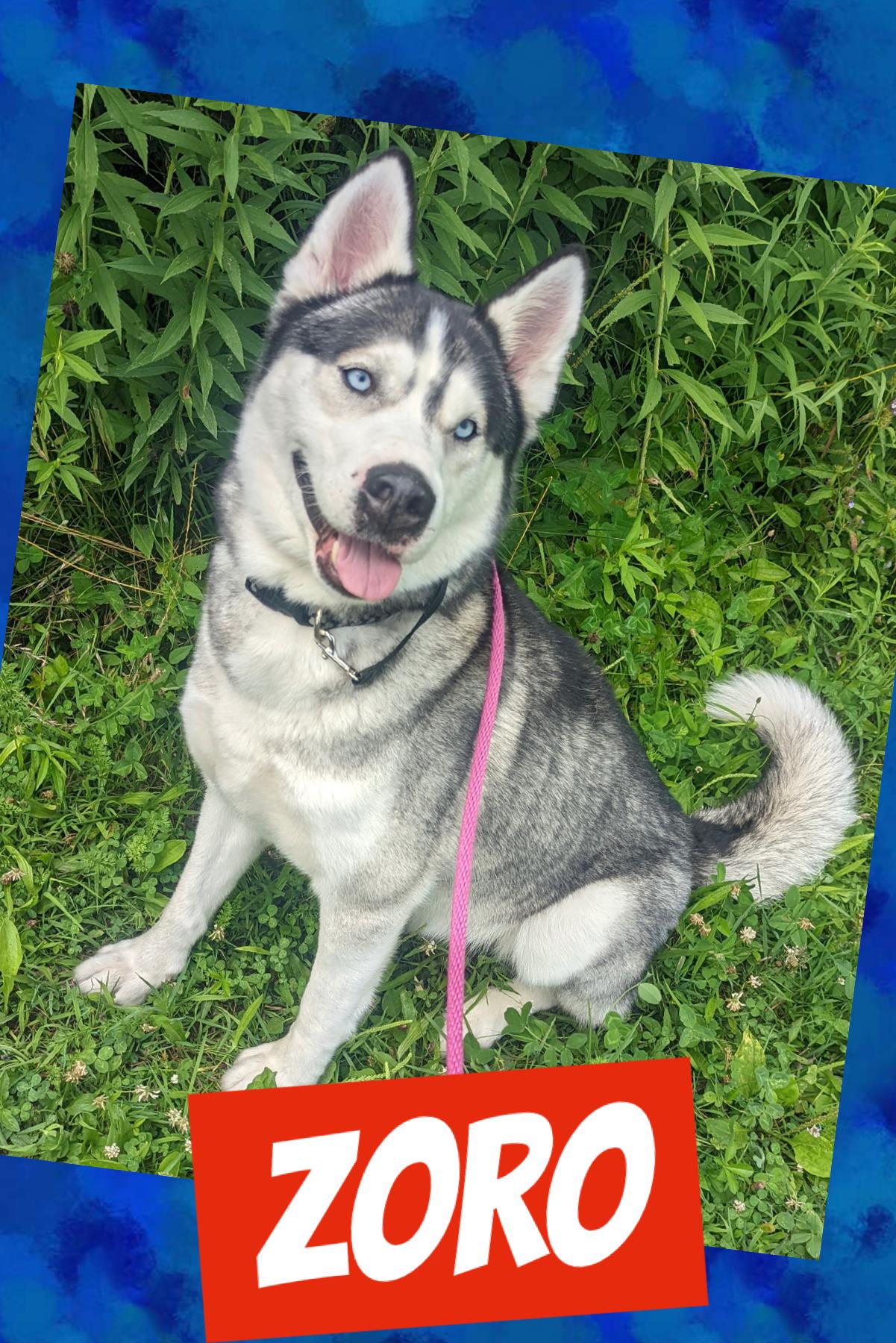 Dog for Adoption Zoro, a Siberian Husky in Maumee, OH Alpha Paw