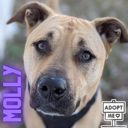 adoptable Dog in Belleville, MI named Molly