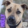 adoptable Dog in , MI named Molly