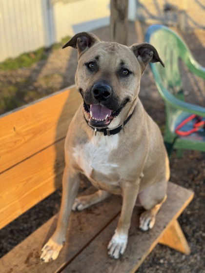 adoptable Dog in Belleville, MI named Molly