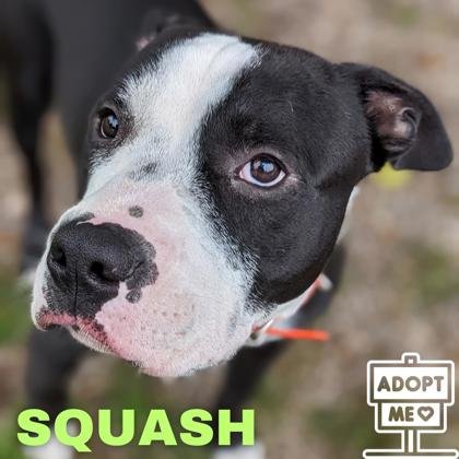 adoptable Dog in Belleville, MI named Squash