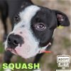 adoptable Dog in , MI named Squash