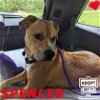 adoptable Dog in belleville, mi, MI named Spencer