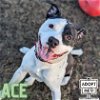 adoptable Dog in belleville, IL named Ace