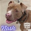 adoptable Dog in , MI named Nash