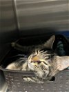 adoptable Cat in belleville, IL named Katsu