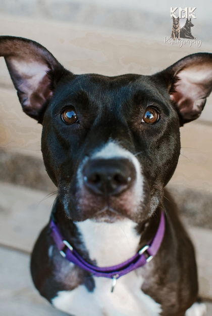 adoptable Dog in Belleville, MI named Baby