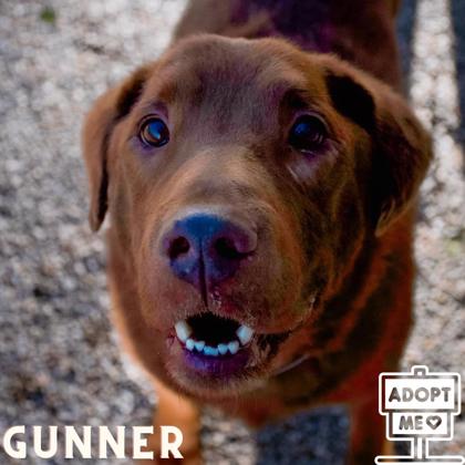 adoptable Dog in Belleville, MI named Gunner