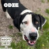 adoptable Dog in , MI named Odie