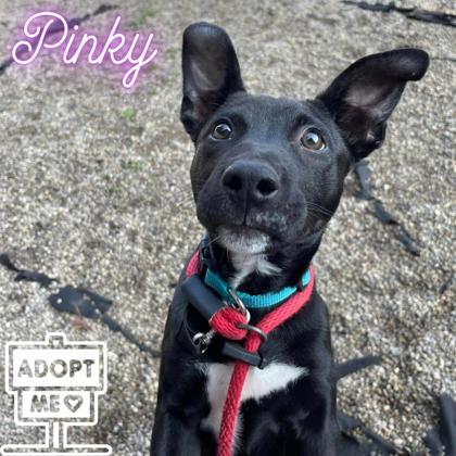 adoptable Dog in Belleville, MI named Pinky