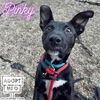 adoptable Dog in  named Pinky