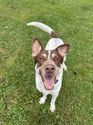 adoptable Dog in Belleville, MI named Rusty