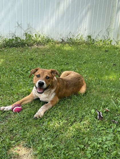 adoptable Dog in Belleville, MI named Hansel