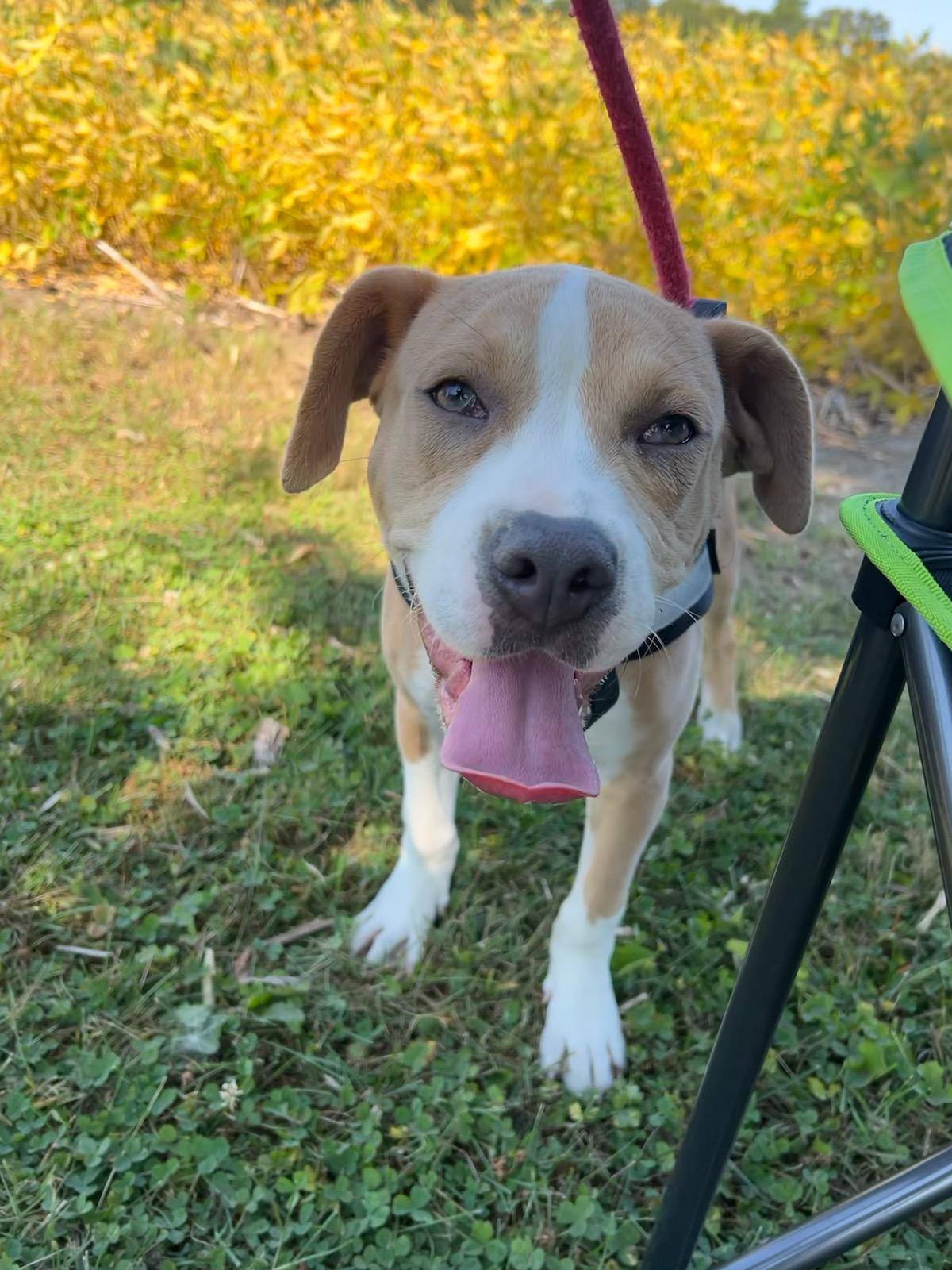 adoptable Dog in Belleville, MI named Gretel