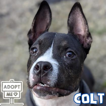 adoptable Dog in Belleville, MI named Colt