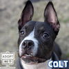 adoptable Dog in  named Colt