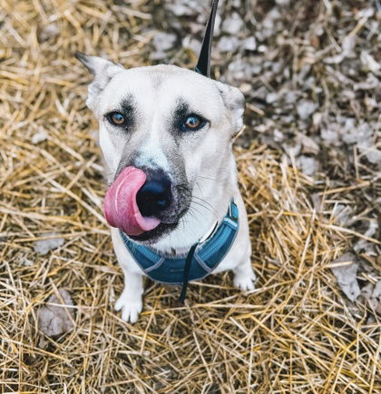 adoptable Dog in Belleville, MI named Benny