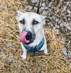 adoptable Dog in  named Benny