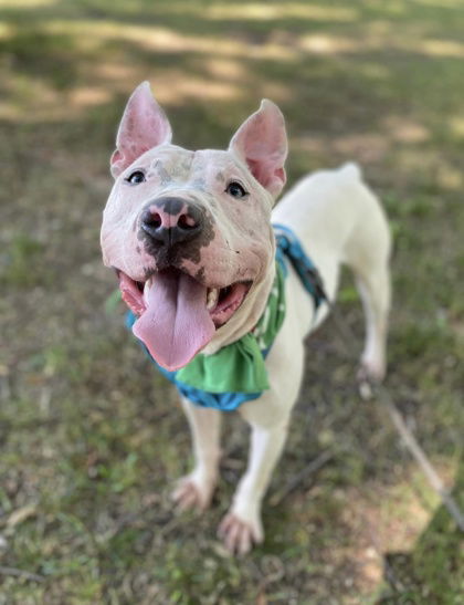 adoptable Dog in Belleville, MI named Yahtzee