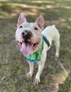 adoptable Dog in  named Yahtzee