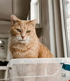 adoptable Cat in belleville, MI named Dulce