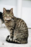 adoptable Cat in belleville, MI named Nate