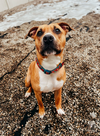 adoptable Dog in belleville, MI named Bonnie