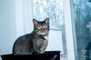 adoptable Cat in belleville, MI named Pedro