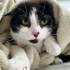 adoptable Cat in belleville, MI named Chikorita