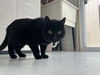 adoptable Cat in belleville, MI named Frank