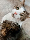 adoptable Cat in belleville, MI named Kamden