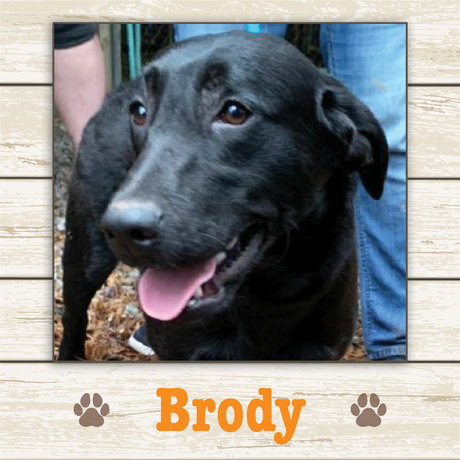 adoptable Dog in Limerick, ME named Brody