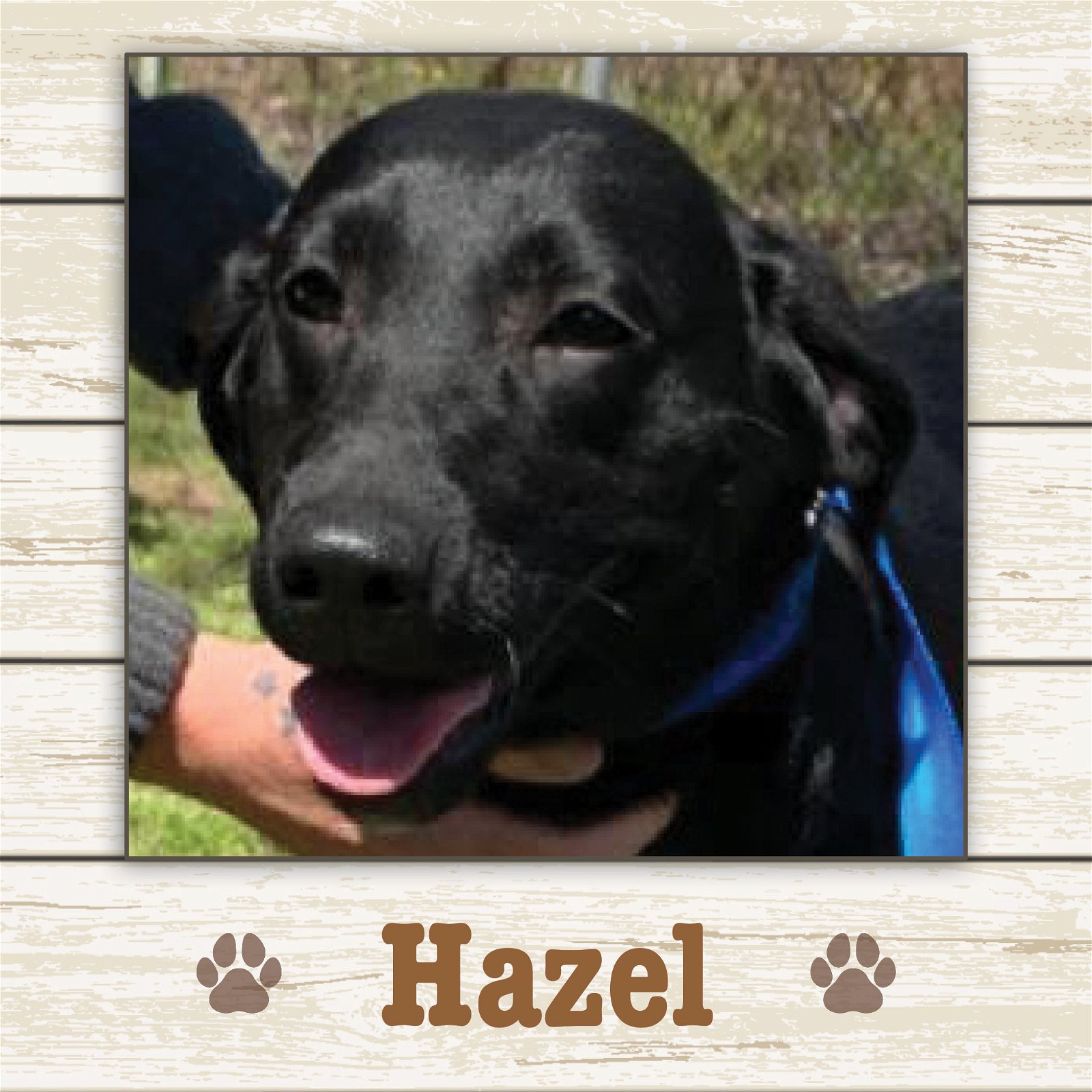 adoptable Dog in Limerick, ME named Hazel