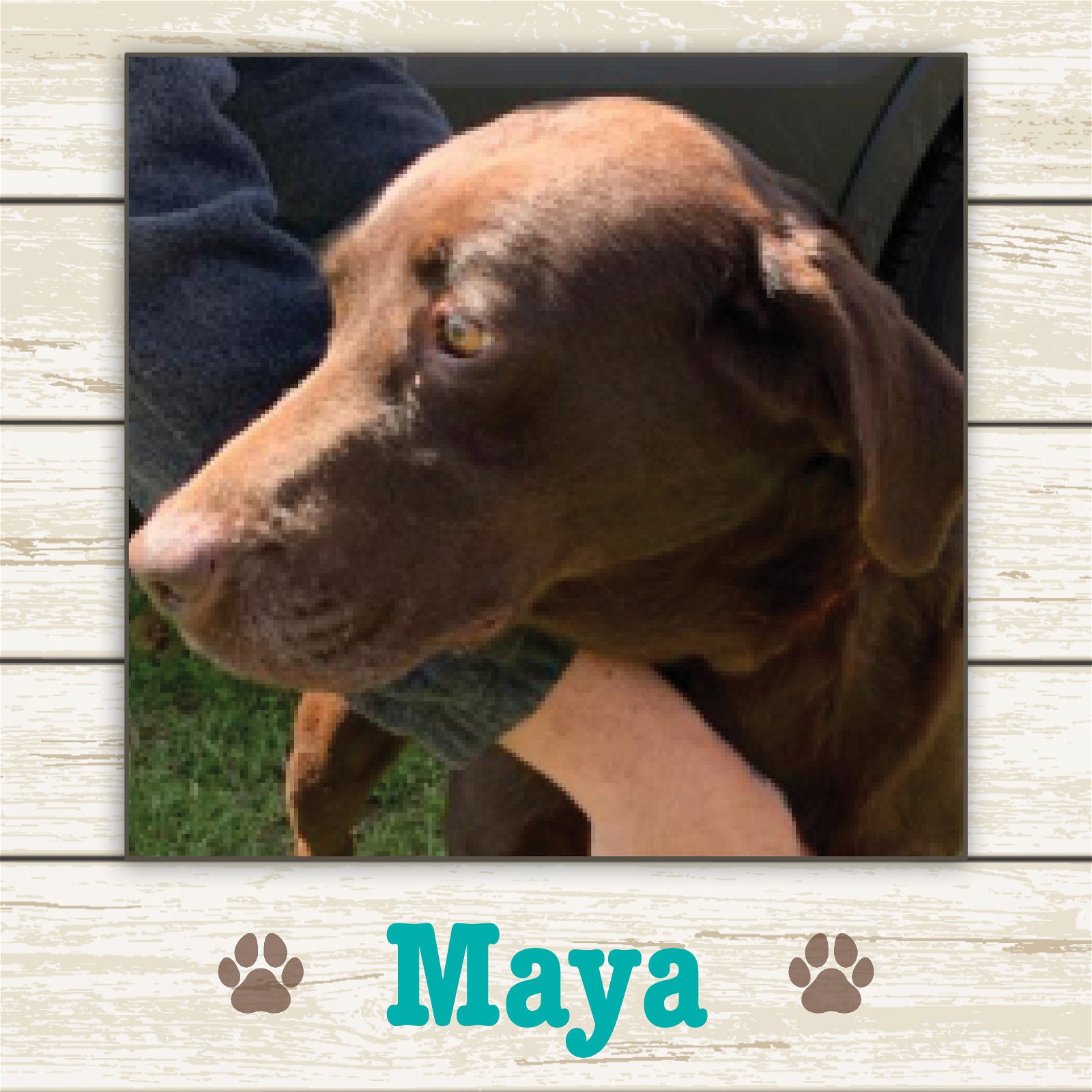 adoptable Dog in Limerick, ME named Maya