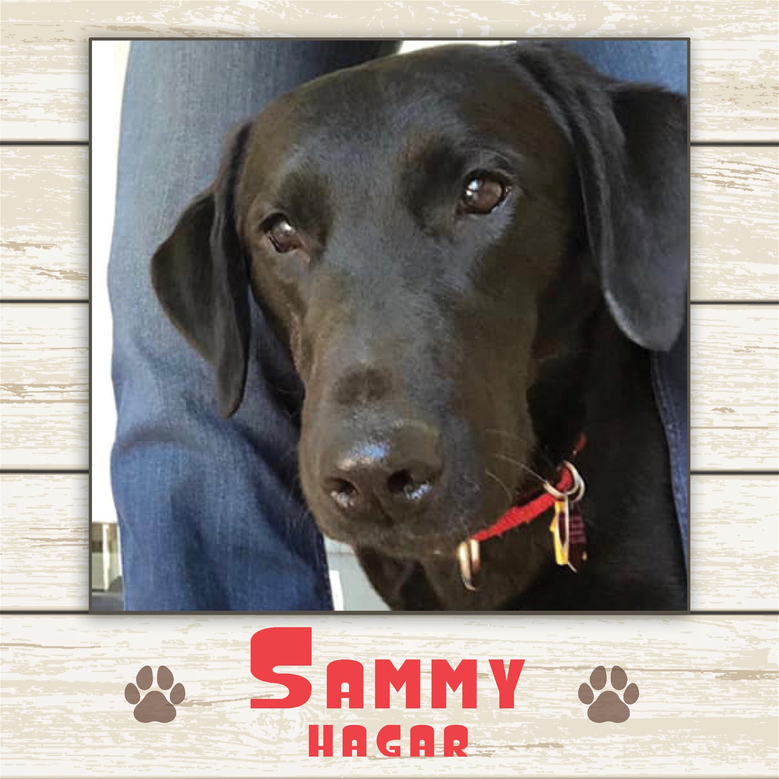 adoptable Dog in Limerick, ME named Sammy Hagar