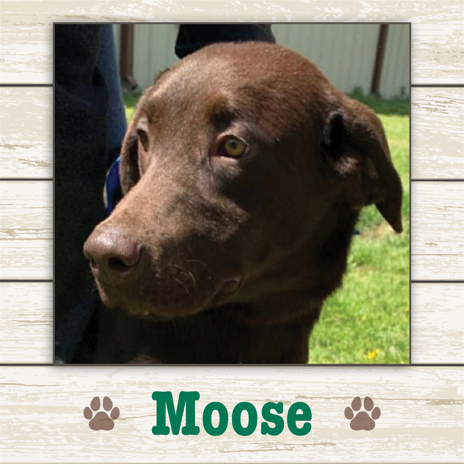 adoptable Dog in Limerick, ME named Moose