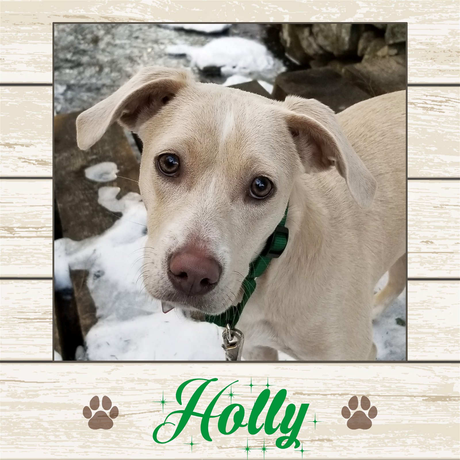 adoptable Dog in Limerick, ME named Holly