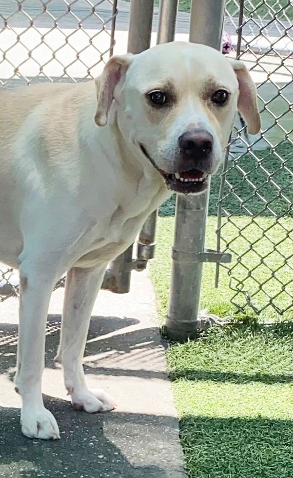 Dog for Adoption - Sarge, a Labrador Retriever in Laconia, NH | Alpha Paw