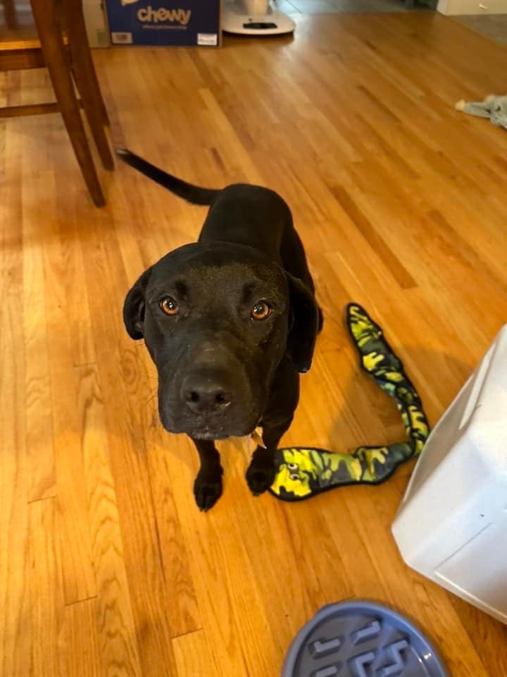 Dog for Adoption Delilah, a Labrador Retriever in Acton, ME Alpha Paw