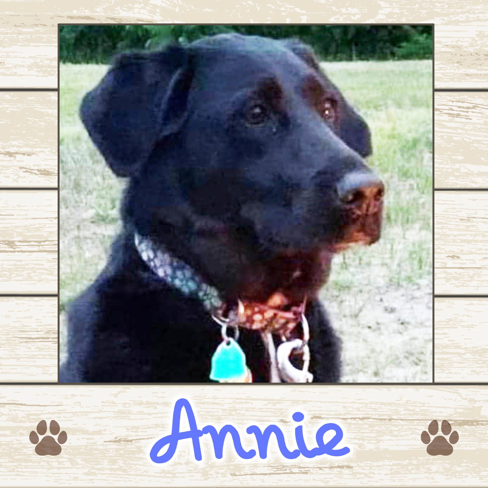 Dog for Adoption Annie, a Labrador Retriever in Lebanon, ME Alpha Paw