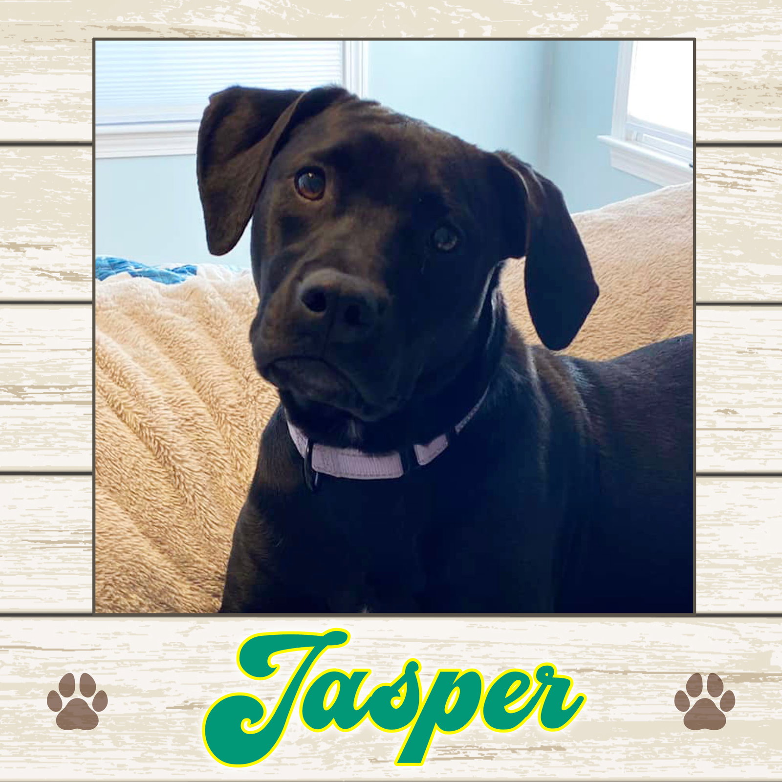 Dog for Adoption Jasper, a Labrador Retriever in Cornish, ME Alpha Paw