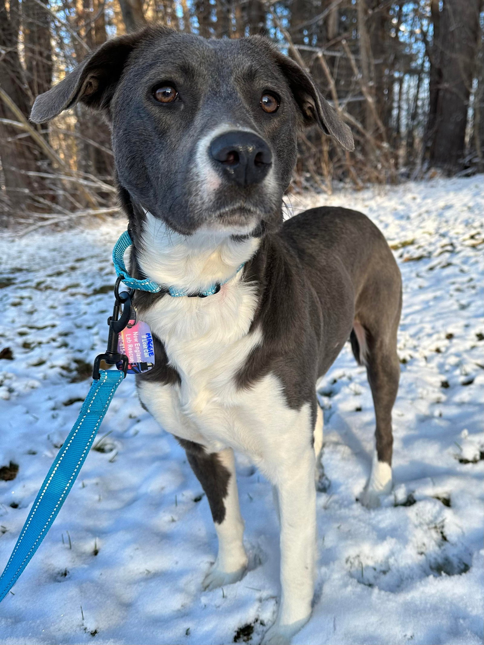 Dog for Adoption Maggie, a Labrador Retriever in South Paris, ME