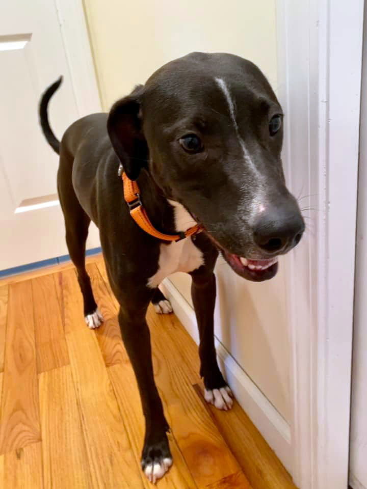 Dog for Adoption Joules, a Labrador Retriever in South Sanford, ME