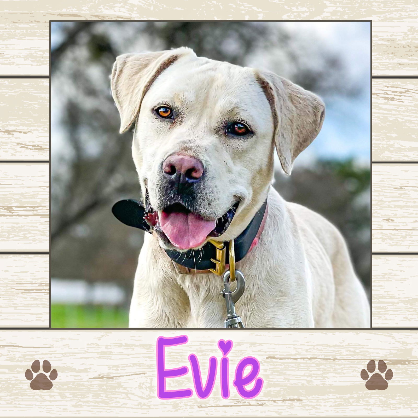 dog-for-adoption-evie-a-labrador-retriever-in-raymond-me-alpha-paw