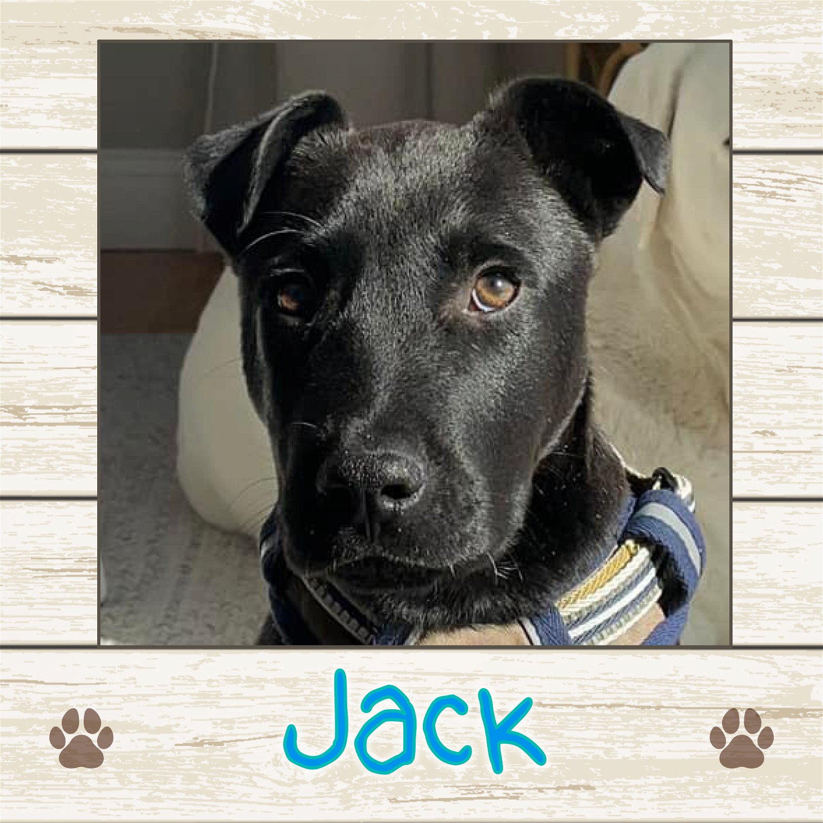 adoptable Dog in Limerick, ME named Jack