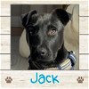 adoptable Dog in , ME named Jack