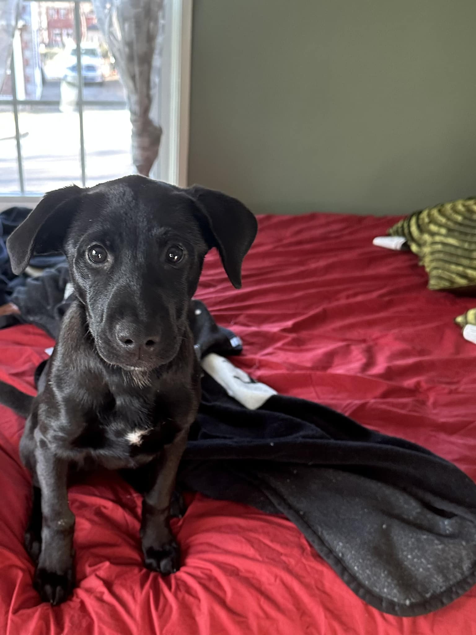 Dog for Adoption - Matias, a Labrador Retriever in Brownfield, ME ...