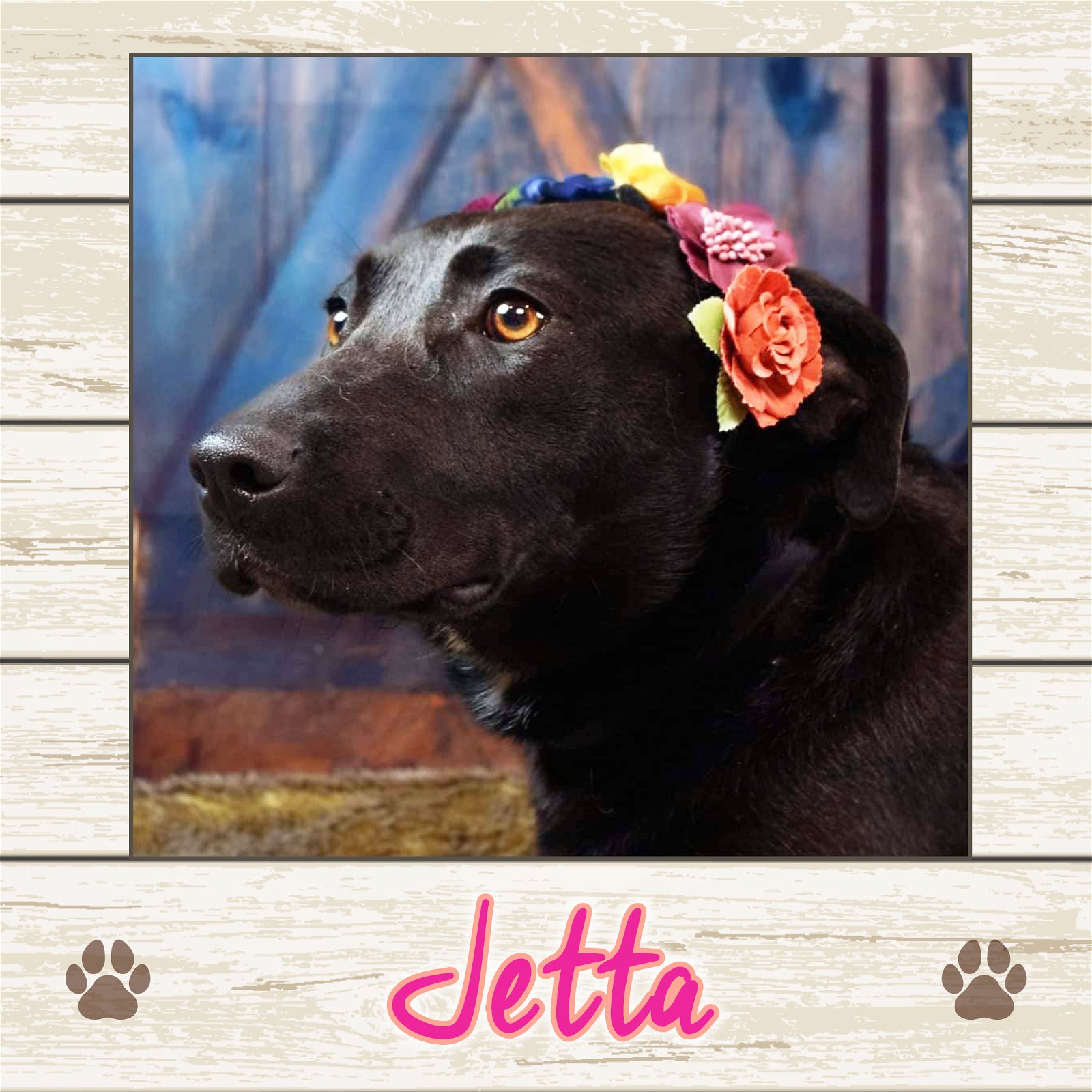 adoptable Dog in Limerick, ME named Jetta