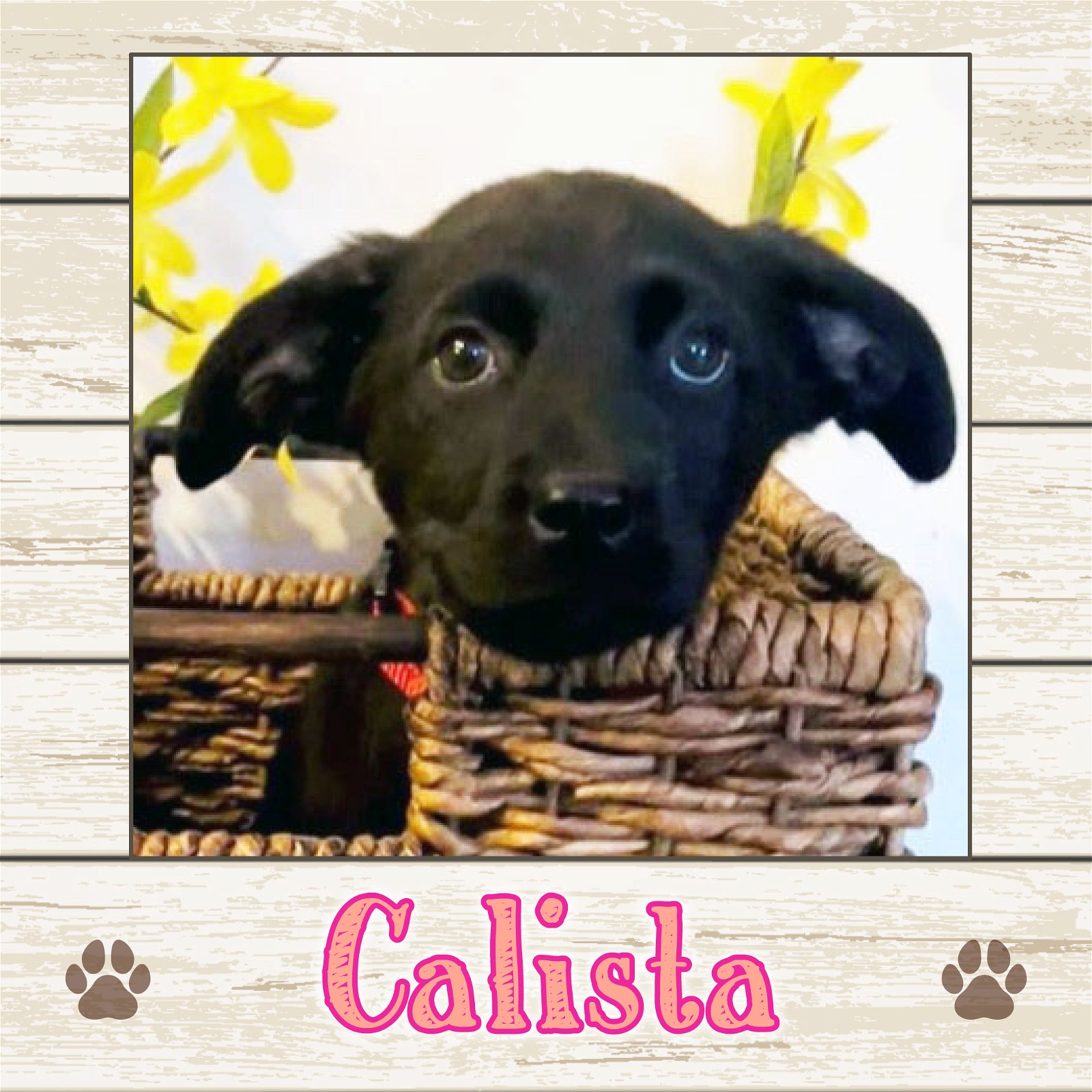 adoptable Dog in Limerick, ME named Calista