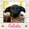 adoptable Dog in , ME named Calista